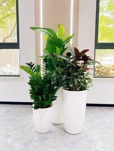 了解鄞州盆景出租方案,让空间瞬间焕新!